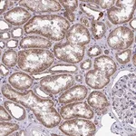 Merck Anti-XAF1 antibody produced in rabbit