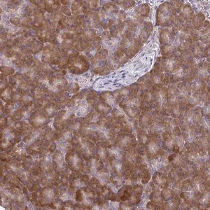 Merck Anti-CEMP1 antibody produced in rabbit