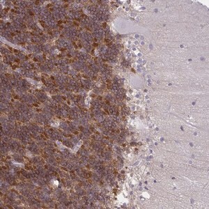 Merck Anti-GPRIN3 antibody produced in rabbit