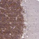 Merck Anti-GPRIN3 antibody produced in rabbit