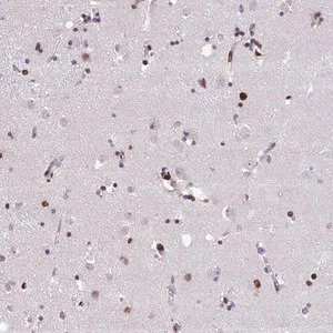 Merck Anti-ISL1 antibody produced in rabbit