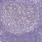 Merck Anti-SUZ12 antibody produced in rabbit