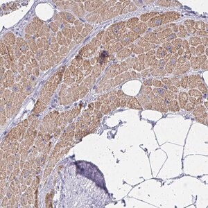 Merck Anti-ZNF805 antibody produced in rabbit