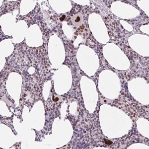 Merck Anti-CLP1 antibody produced in rabbit