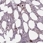 Merck Anti-CLP1 antibody produced in rabbit