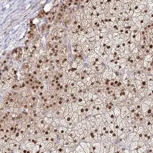Merck Anti-ACD antibody produced in rabbit