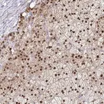 Merck Anti-ACD antibody produced in rabbit