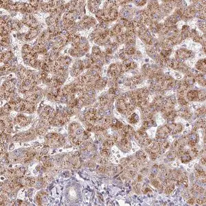 Merck Anti-ZNF644 antibody produced in rabbit