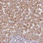 Merck Anti-ZNF644 antibody produced in rabbit