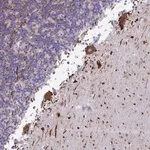 Merck Anti-NAA30 antibody produced in rabbit