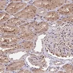 Merck Anti-C5orf24 antibody produced in rabbit