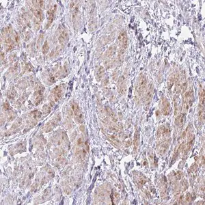 Merck Anti-S100A7L2 antibody produced in rabbit