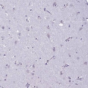 Merck Anti-C1QL2 antibody produced in rabbit