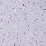 Merck Anti-C1QL2 antibody produced in rabbit