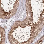 Merck Anti-RANGRF antibody produced in rabbit