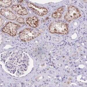 Merck Anti-FAM219B antibody produced in rabbit