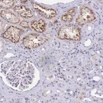 Merck Anti-FAM219B antibody produced in rabbit