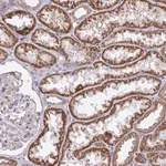 Merck Anti-SARDH antibody produced in rabbit
