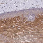 Merck Anti-OR10Z1 antibody produced in rabbit