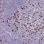 Merck Anti-CDADC1 antibody produced in rabbit