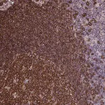 Merck Anti-UXT antibody produced in rabbit