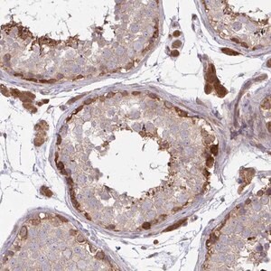 Merck Anti-LMNTD2 antibody produced in rabbit