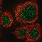 Merck Anti-MPLKIP antibody produced in rabbit