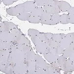 Merck Anti-USP35 antibody produced in rabbit