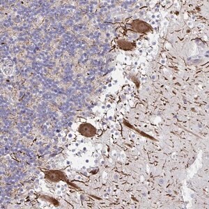 Merck Anti-HMBOX1 antibody produced in rabbit