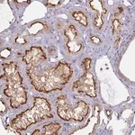 Merck Anti-ANKRD33 antibody produced in rabbit