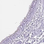 Merck Anti-MRGPRG antibody produced in rabbit