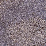 Merck Anti-ATAD3B antibody produced in rabbit