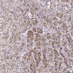 Merck Anti-LRRC4B antibody produced in rabbit