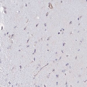Merck Anti-SHISA7 antibody produced in rabbit