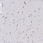 Merck Anti-SHISA7 antibody produced in rabbit