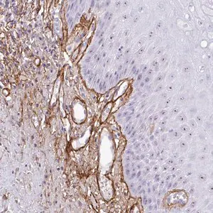 Merck Anti-LHFP antibody produced in rabbit