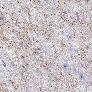 Merck Anti-HHLA1 antibody produced in rabbit