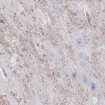 Merck Anti-HHLA1 antibody produced in rabbit