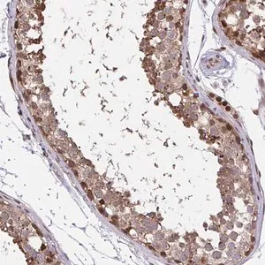 Merck Anti-PIGY antibody produced in rabbit