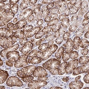 Merck Anti-TMEM41A antibody produced in rabbit