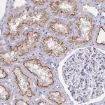 Merck Anti-OR10K1 antibody produced in rabbit