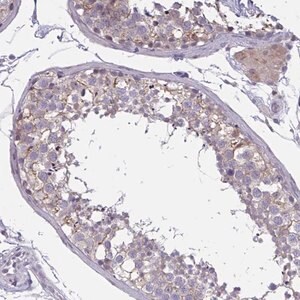 Merck Anti-TCEAL8 antibody produced in rabbit