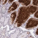 Merck Anti-DPY19L1 antibody produced in rabbit