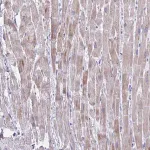 Merck Anti-BCL6B antibody produced in rabbit