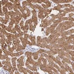 Merck Anti-ZNF100 antibody produced in rabbit