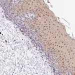 Merck Anti-ZNF684 antibody produced in rabbit