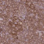 Merck Anti-OXNAD1 antibody produced in rabbit
