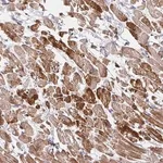 Merck Anti-SKA2 antibody produced in rabbit