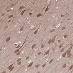 Merck Anti-PCDHB7 antibody produced in rabbit