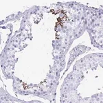 Merck Anti-SHISA8 antibody produced in rabbit